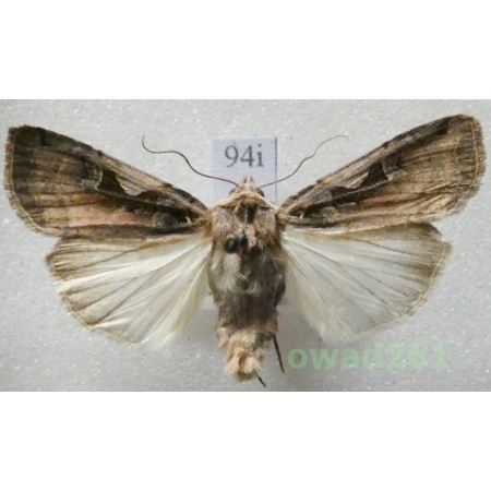 Xestia c-nigrum (Linnaeus, 1758) Czech94i